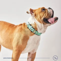 Kiki & Koko KI&KO Collar Para Perros Koko Aqua - Verde