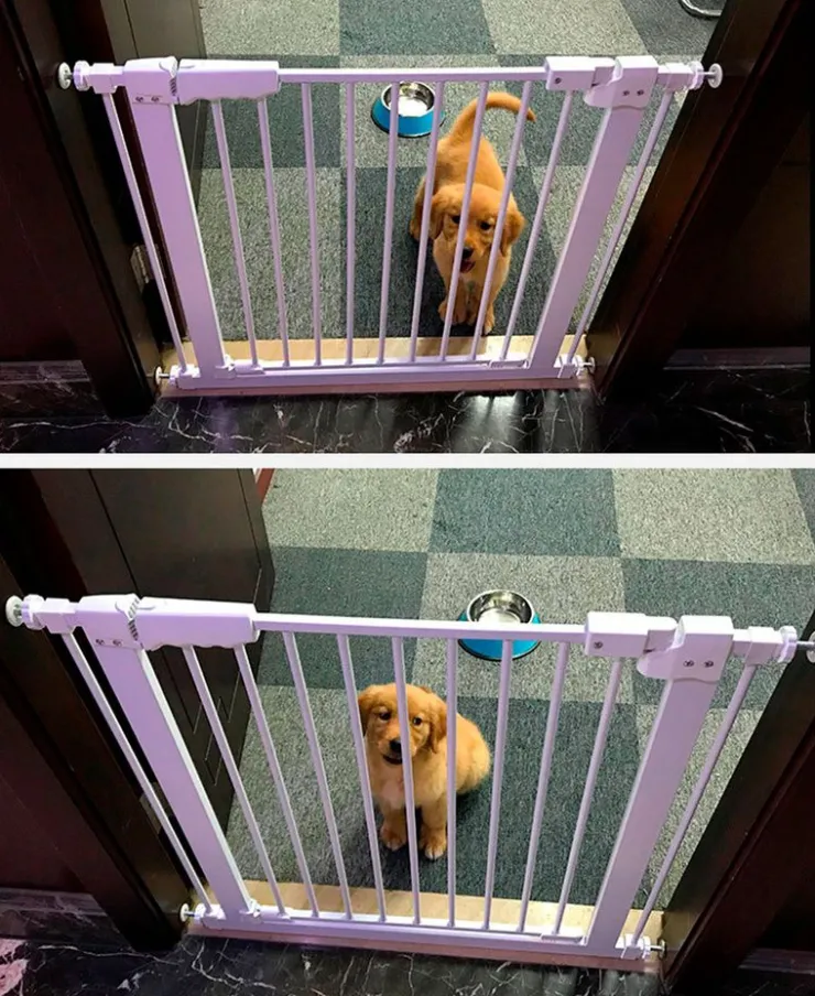 QUÉ PATAS PET SHOP Que Patas Puerta de Seguridad