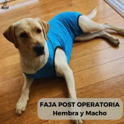 Real Pet Faja Post Operatoria Para Perros Machos